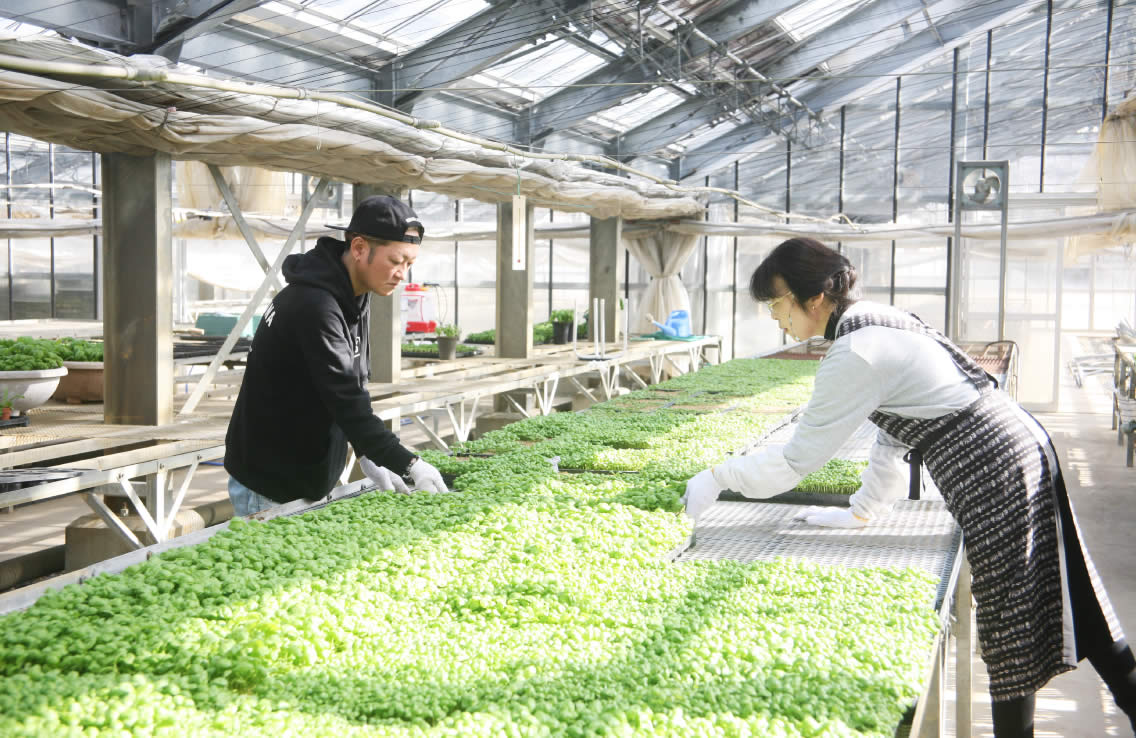伊豆の美味しい水と土で育った新感覚のベビーバジル｜いずばじ