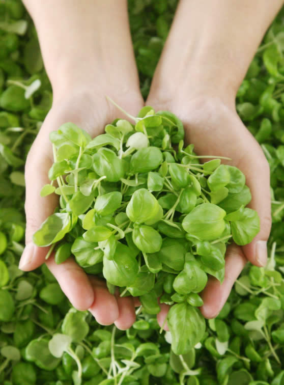 伊豆の美味しい水と土で育った新感覚のベビーバジル｜いずばじ