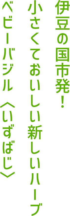 伊豆の国市発！小さくておいしい新しいハーブベビーバジル〈いずばじ〉