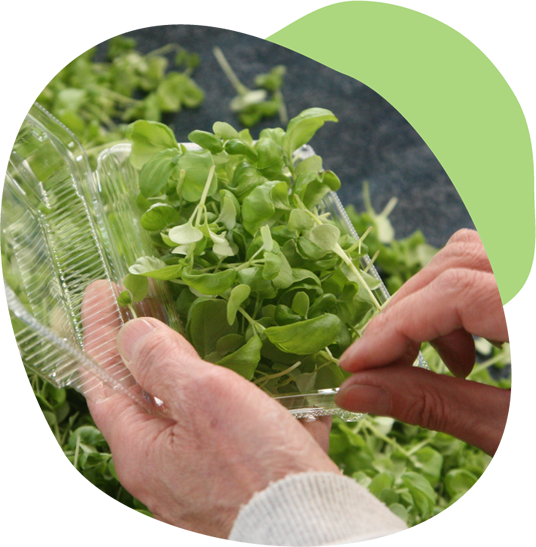 いずばじ｜公式サイト｜伊豆の国市発！小さくておいしい新しいハーブベビーバジル〈いずばじ〉