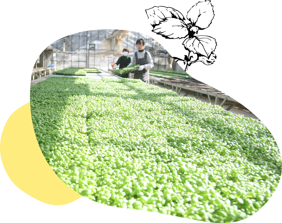 伊豆のハーブベビーバジル｜いずばじ