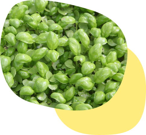 伊豆の国市発！小さくておいしい新しいハーブベビーバジル〈いずばじ〉｜いずばじ