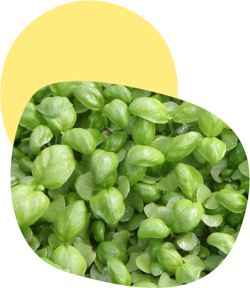 伊豆の国市発！小さくておいしい新しいハーブベビーバジル〈いずばじ〉｜いずばじ