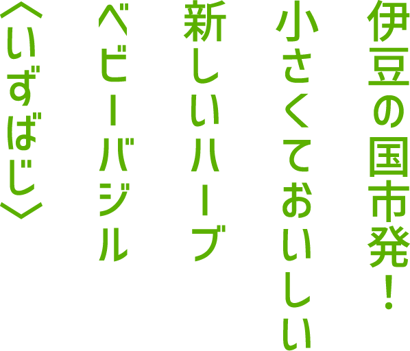 伊豆の国市発！小さくておいしい新しいハーブベビーバジル〈いずばじ〉